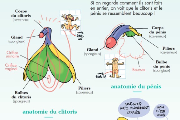 Sexothérapeute Sexologue à Lyon clitoris et pénis : similitudes